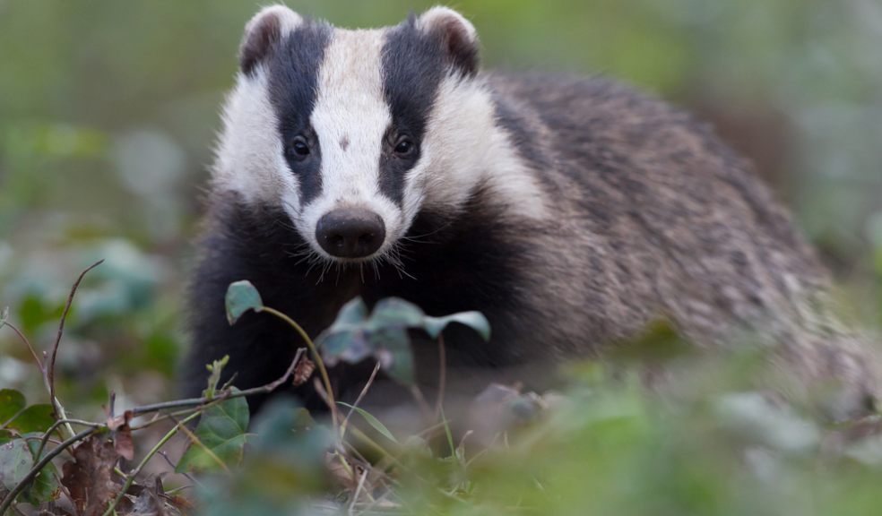 Call for further roll out of badger culling The Exeter Daily
